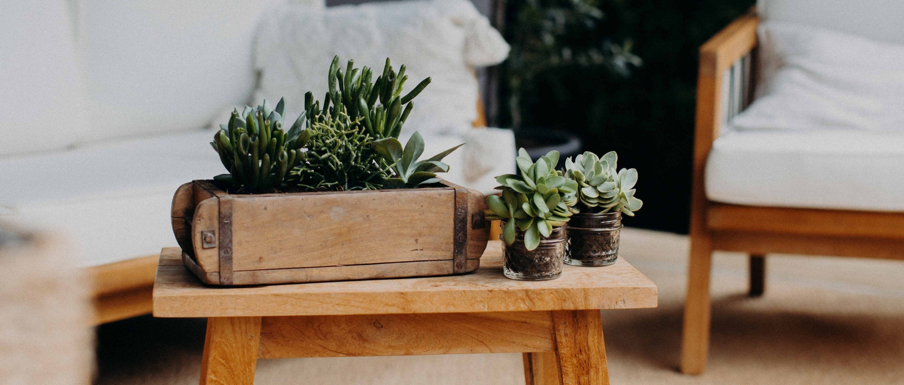 Sukkulenten in der Ziegelform