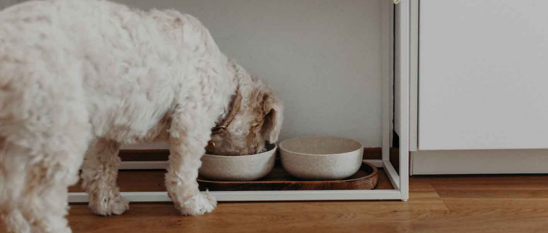 Hund isst aus Futternapf